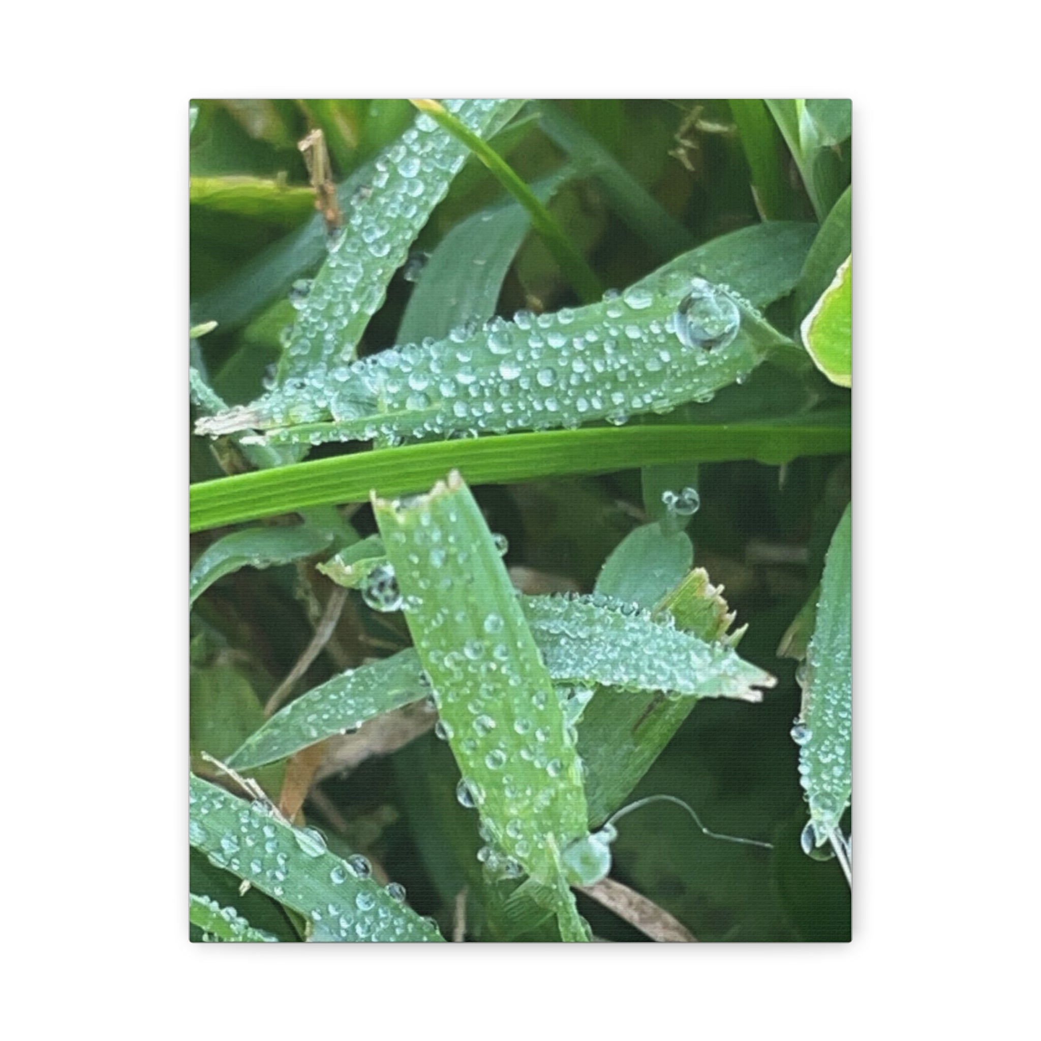 Dew-Kissed Grass Matte Canvas Wall Art
