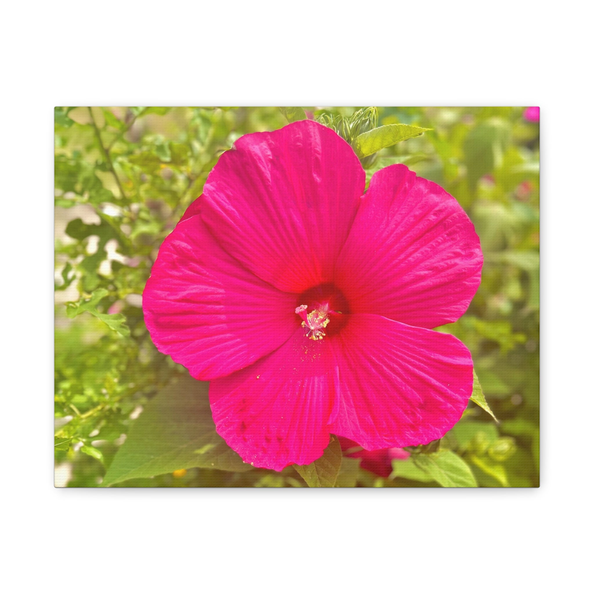 Pink Hibiscus Floral Canvas Print — Matte Stretched Wall Art