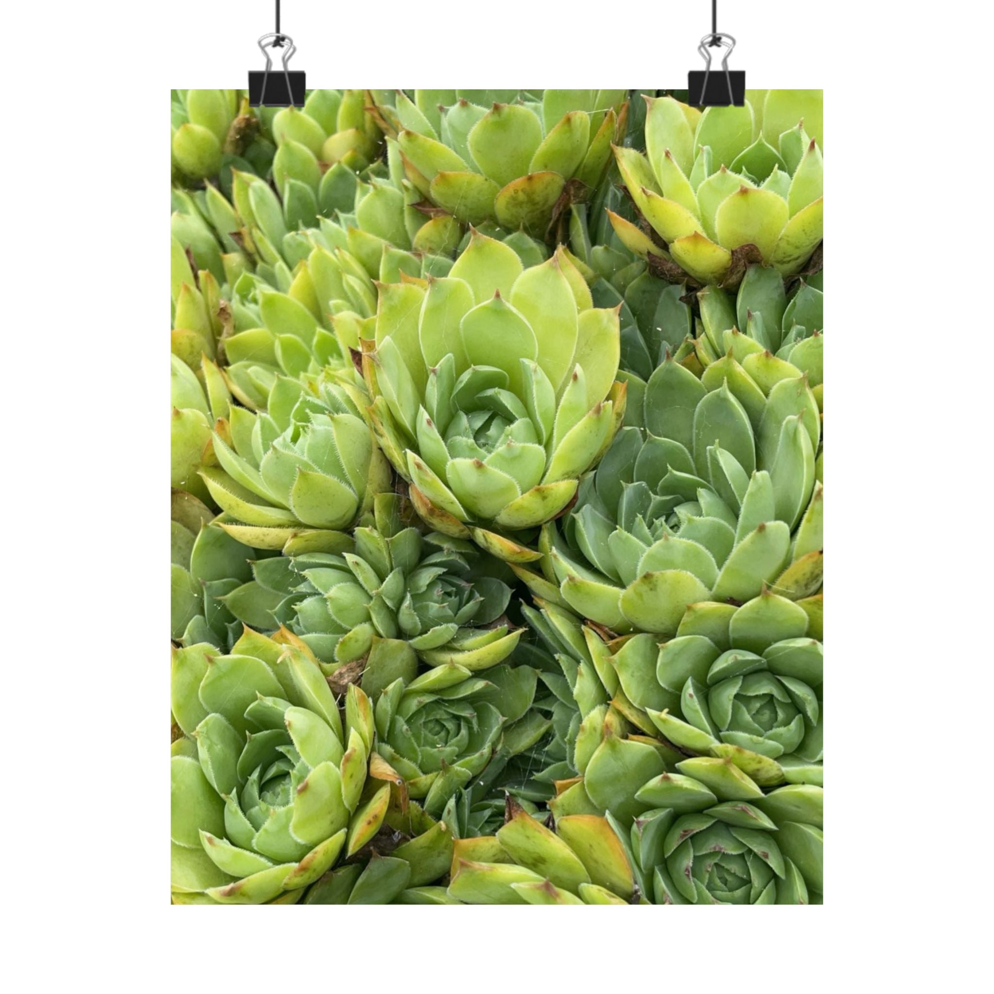 Succulent Garden Matte Poster — Green Botanical Vertical Wall Art