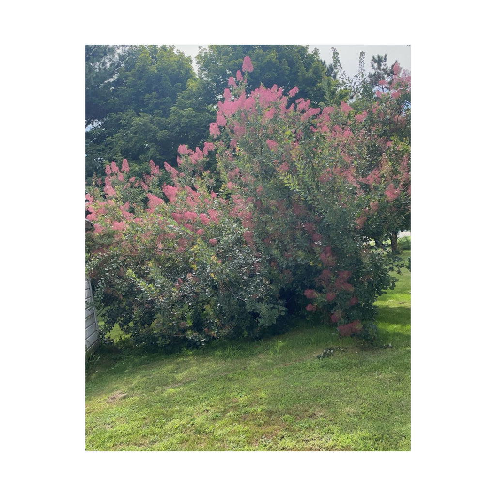 Smoke Bush Poster — Matte Vertical Floral Wall Art
