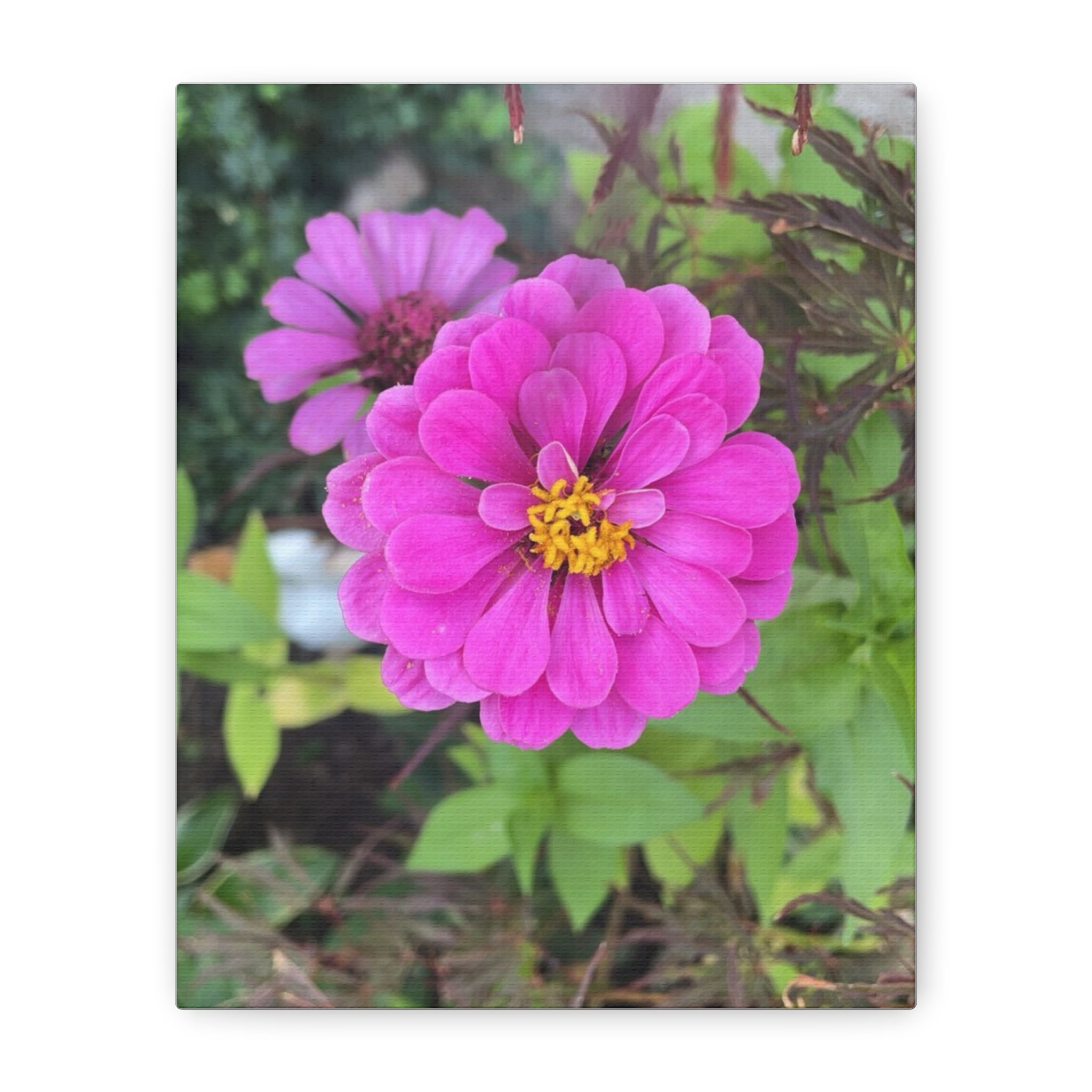 Pink Zinnia Floral Canvas Print — Matte Stretched Wall Art