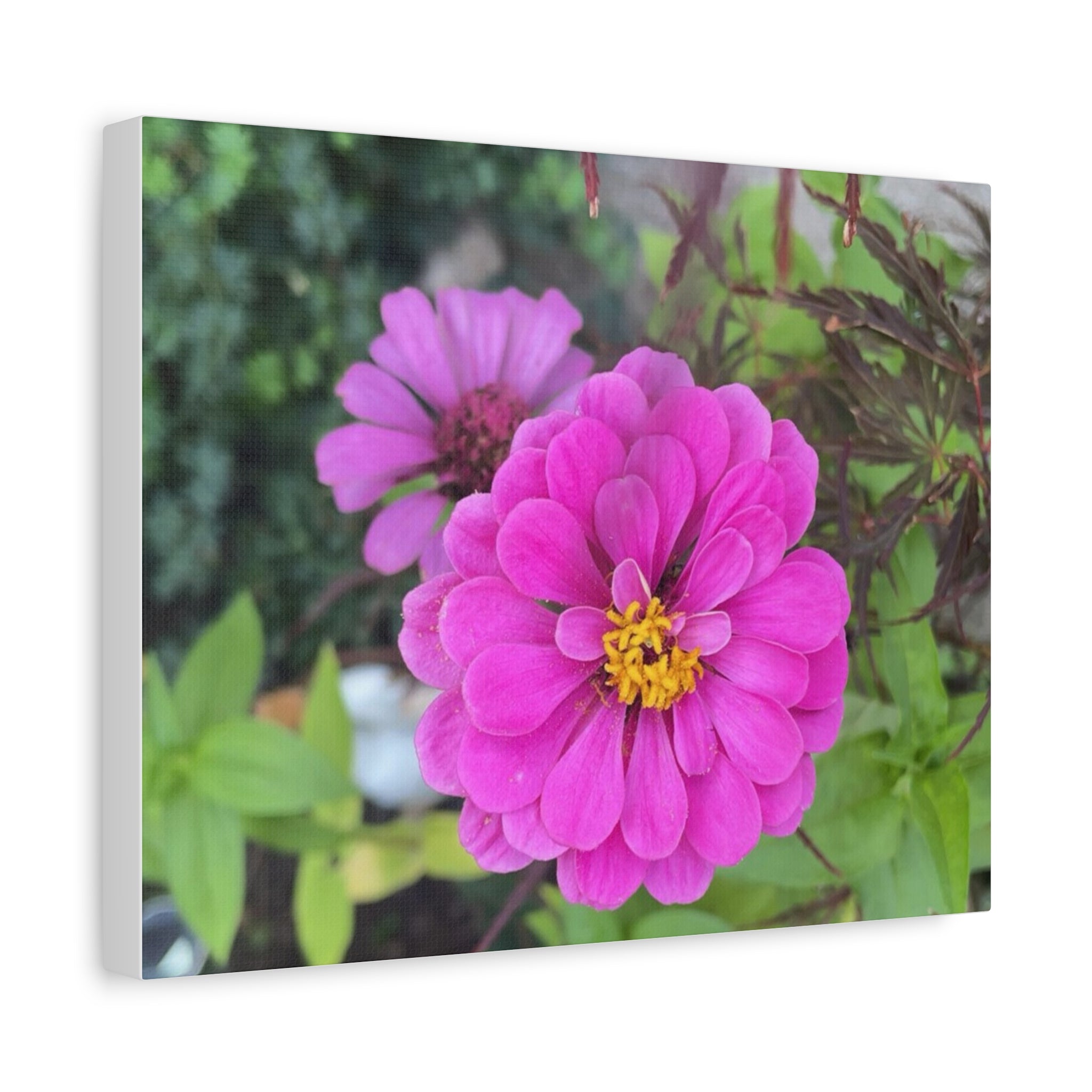 Pink Zinnia Floral Canvas Print — Matte Stretched Wall Art