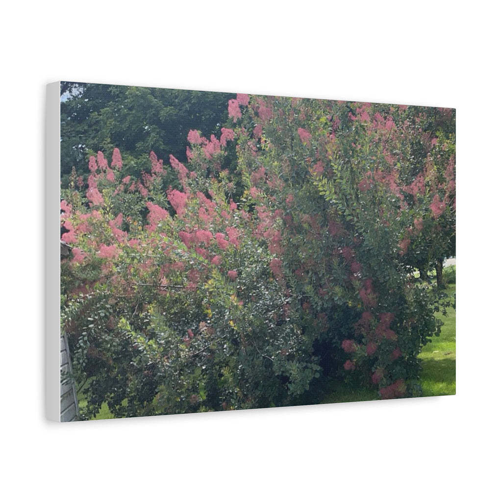 Smoke Bush Matte Canvas Print — Stretched 1.25" Wall Art