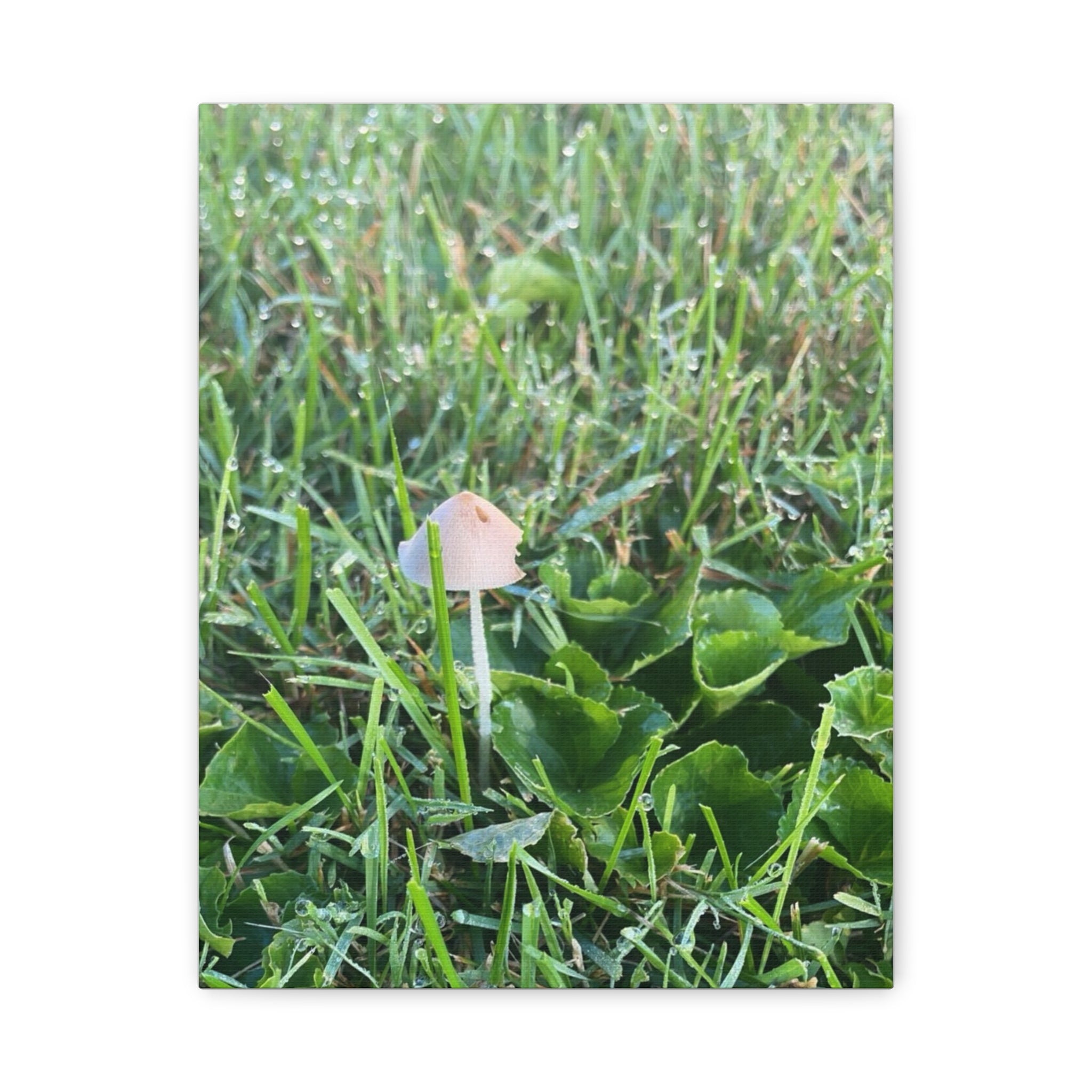 Mushroom in Grass Matte Canvas Wall Art – Nature Photography, Stretched 1.25"