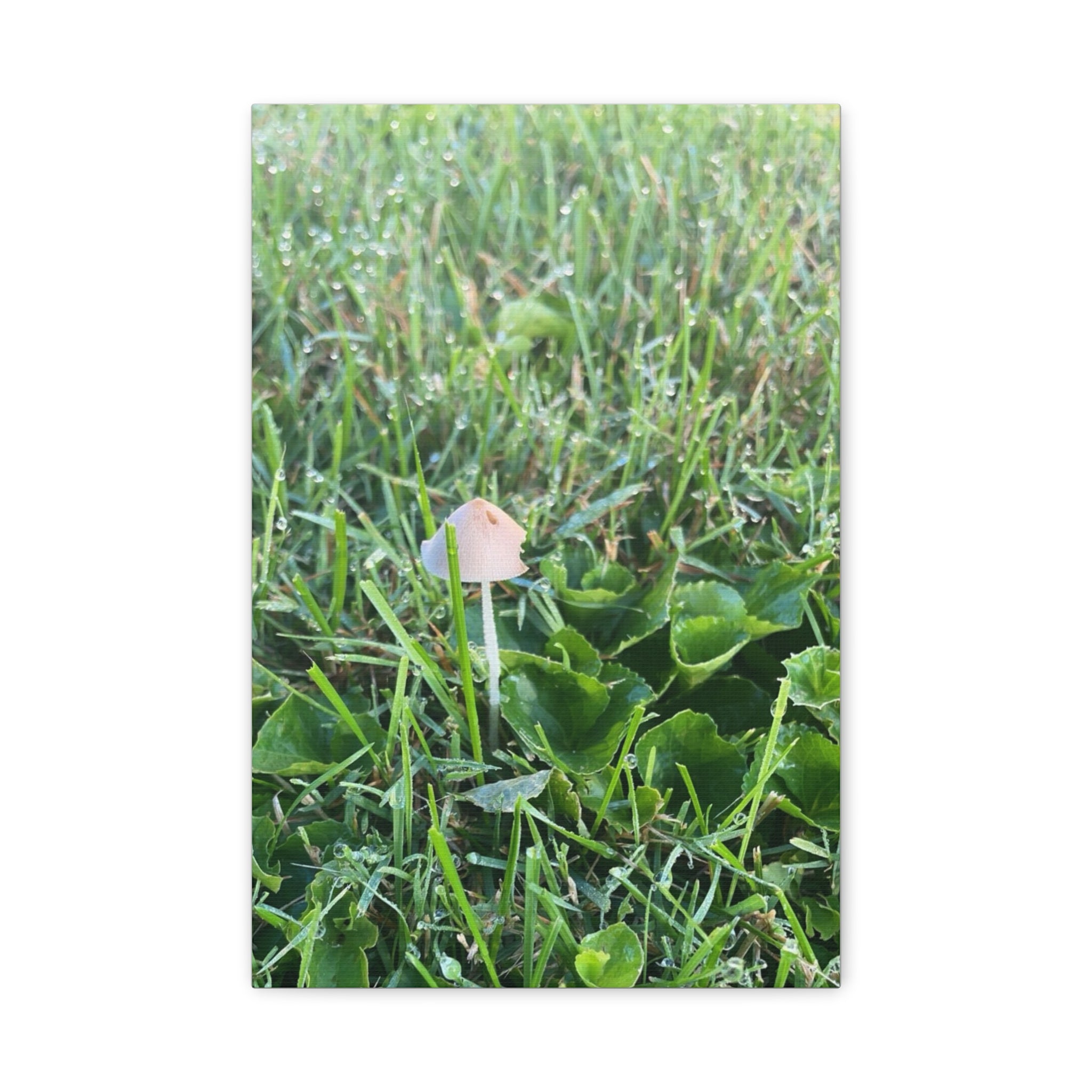 Mushroom in Grass Matte Canvas Wall Art – Nature Photography, Stretched 1.25"
