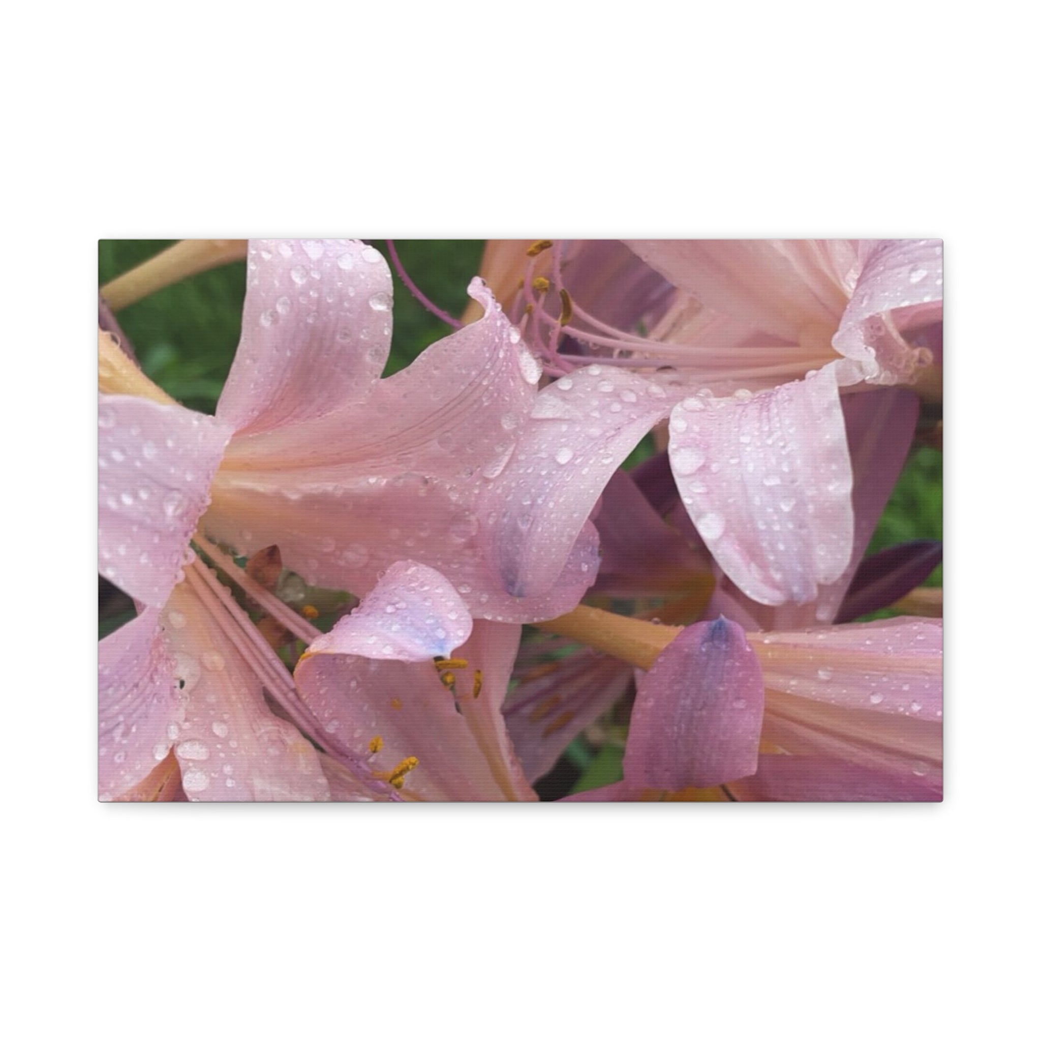 Pink Rain Lily Canvas Print — Matte Stretched Wall Art