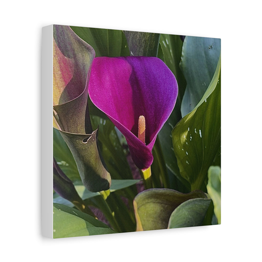 Purple Calla Lily Canvas Print