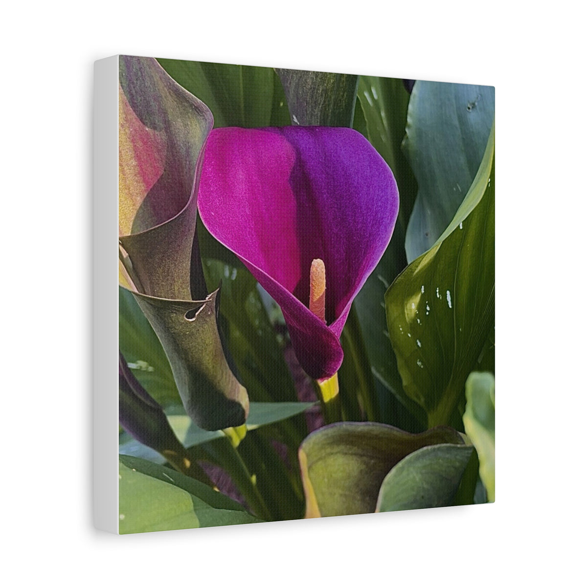 Purple Calla Lily Canvas Print