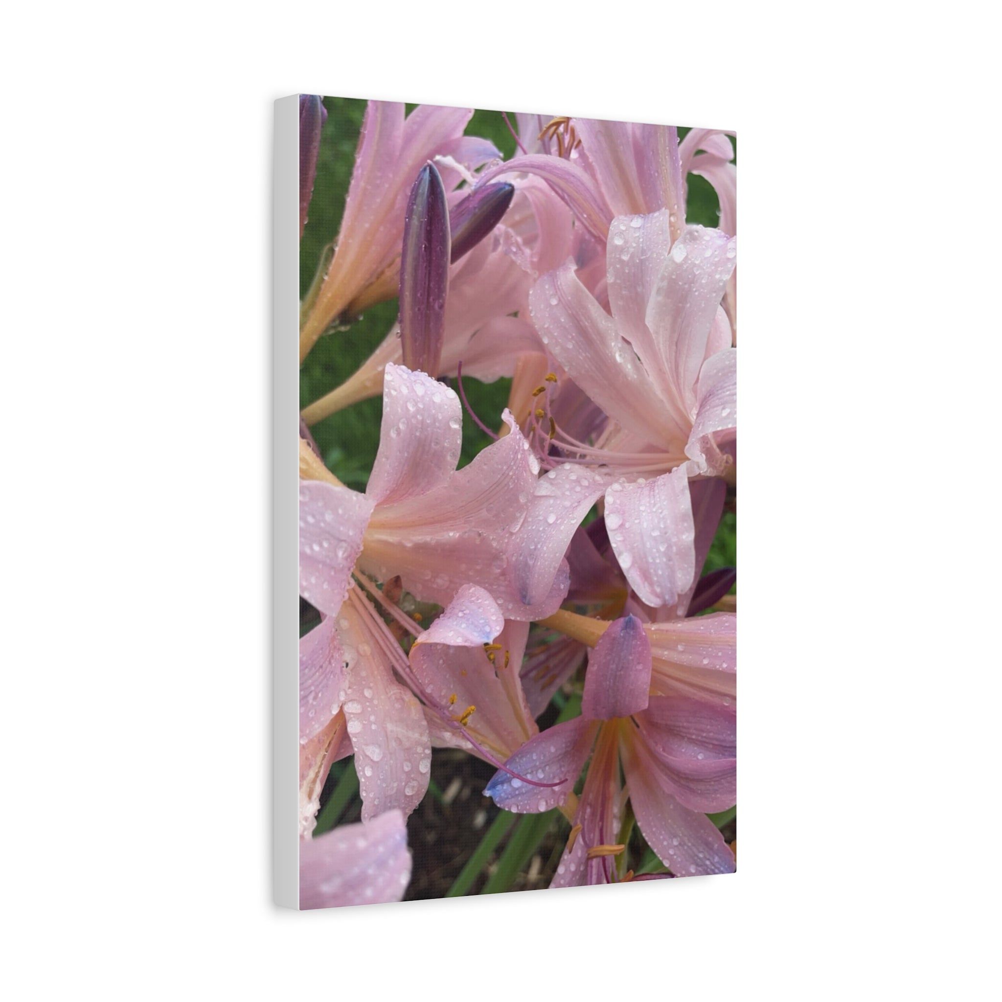 Pink Rain Lily Canvas Print — Matte Stretched Wall Art