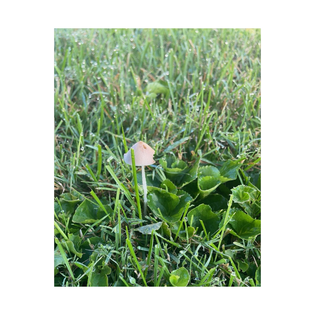 Mushroom in Grass Matte Poster — Nature Photo Vertical Wall Art