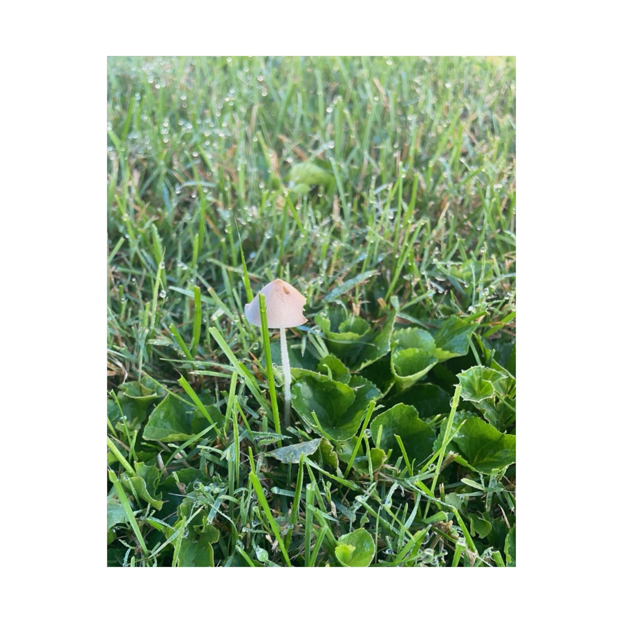 Mushroom in Grass Matte Poster — Nature Photo Vertical Wall Art