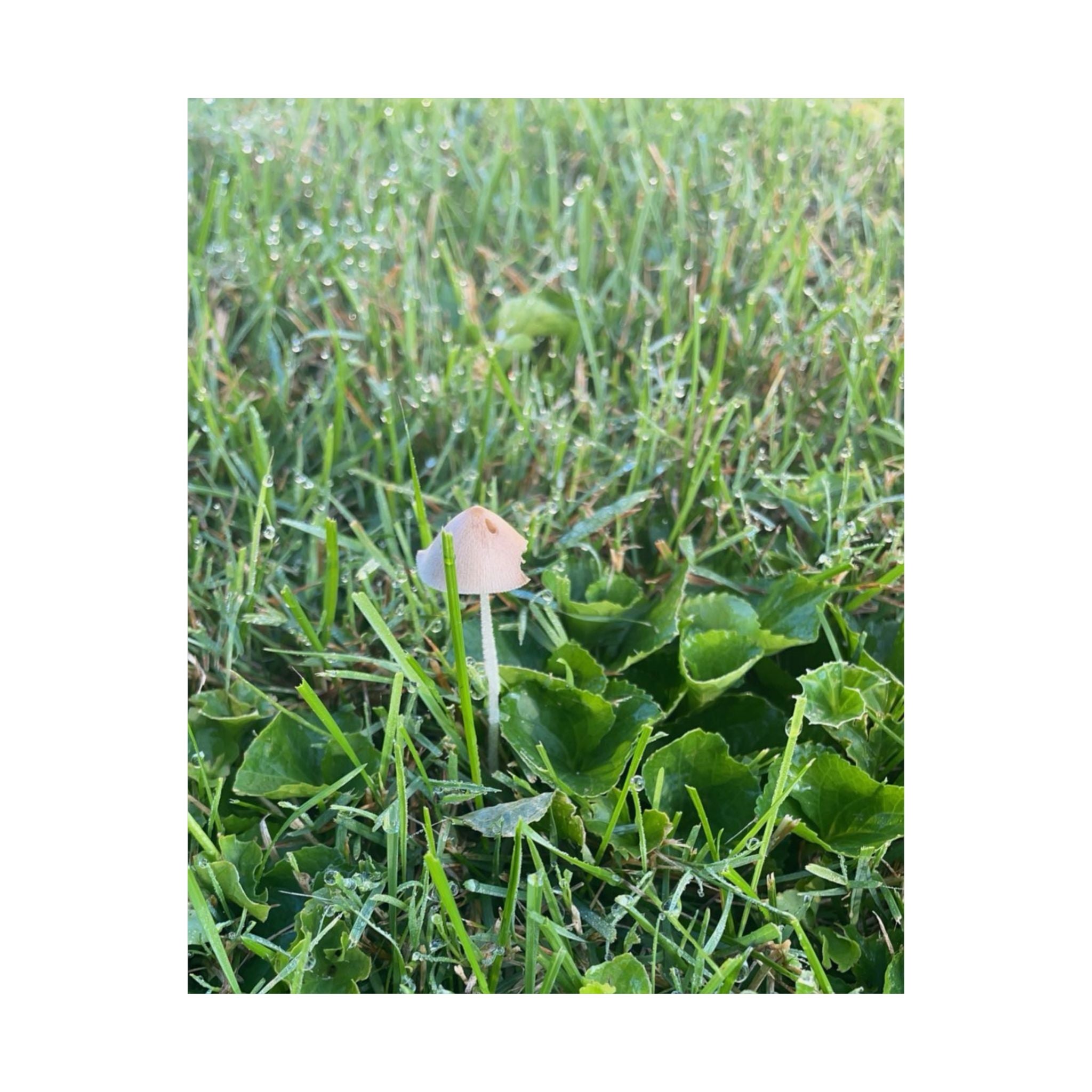 Mushroom in Grass Matte Poster — Nature Photo Vertical Wall Art