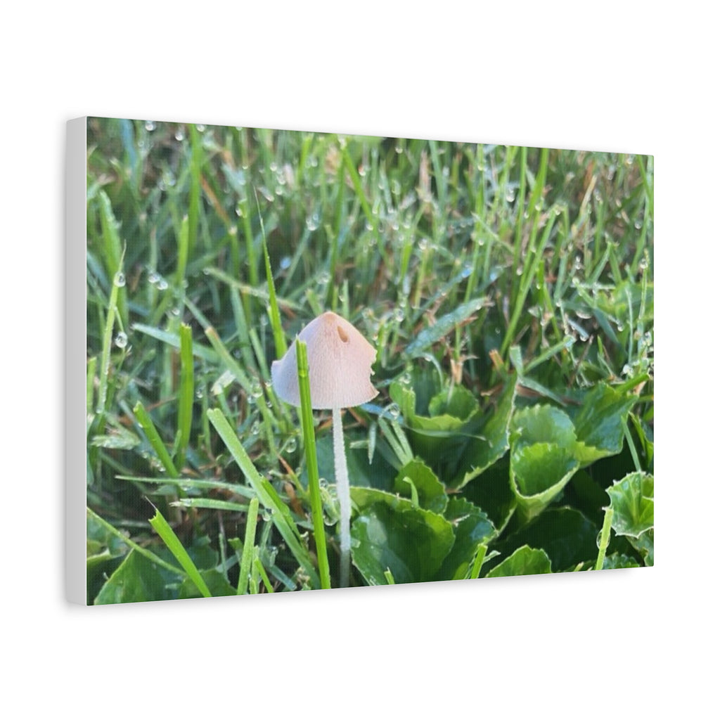 Mushroom in Grass Matte Canvas Wall Art – Nature Photography, Stretched 1.25"