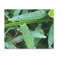 Dew-Kissed Grass Matte Canvas Wall Art