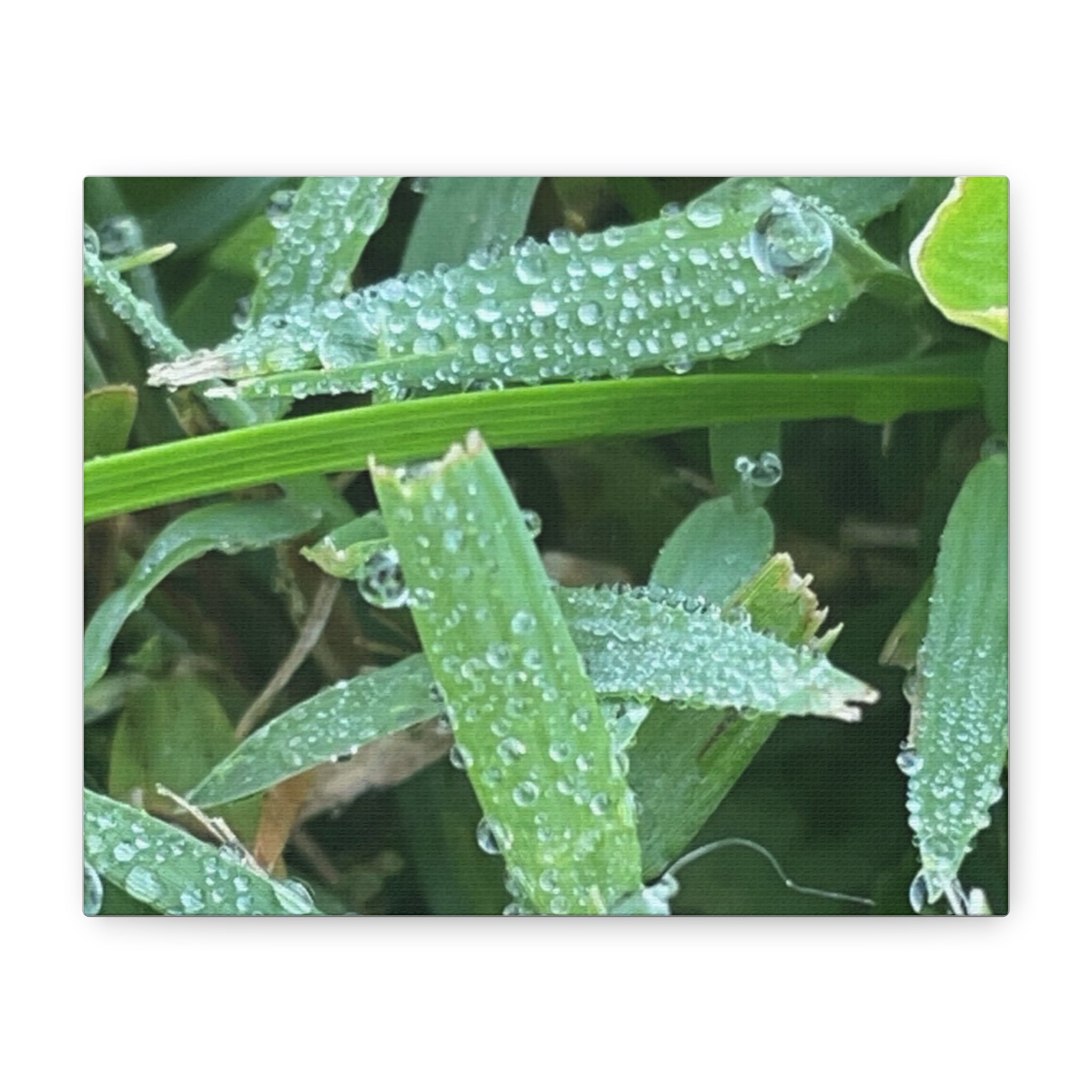 Dew-Kissed Grass Matte Canvas Wall Art