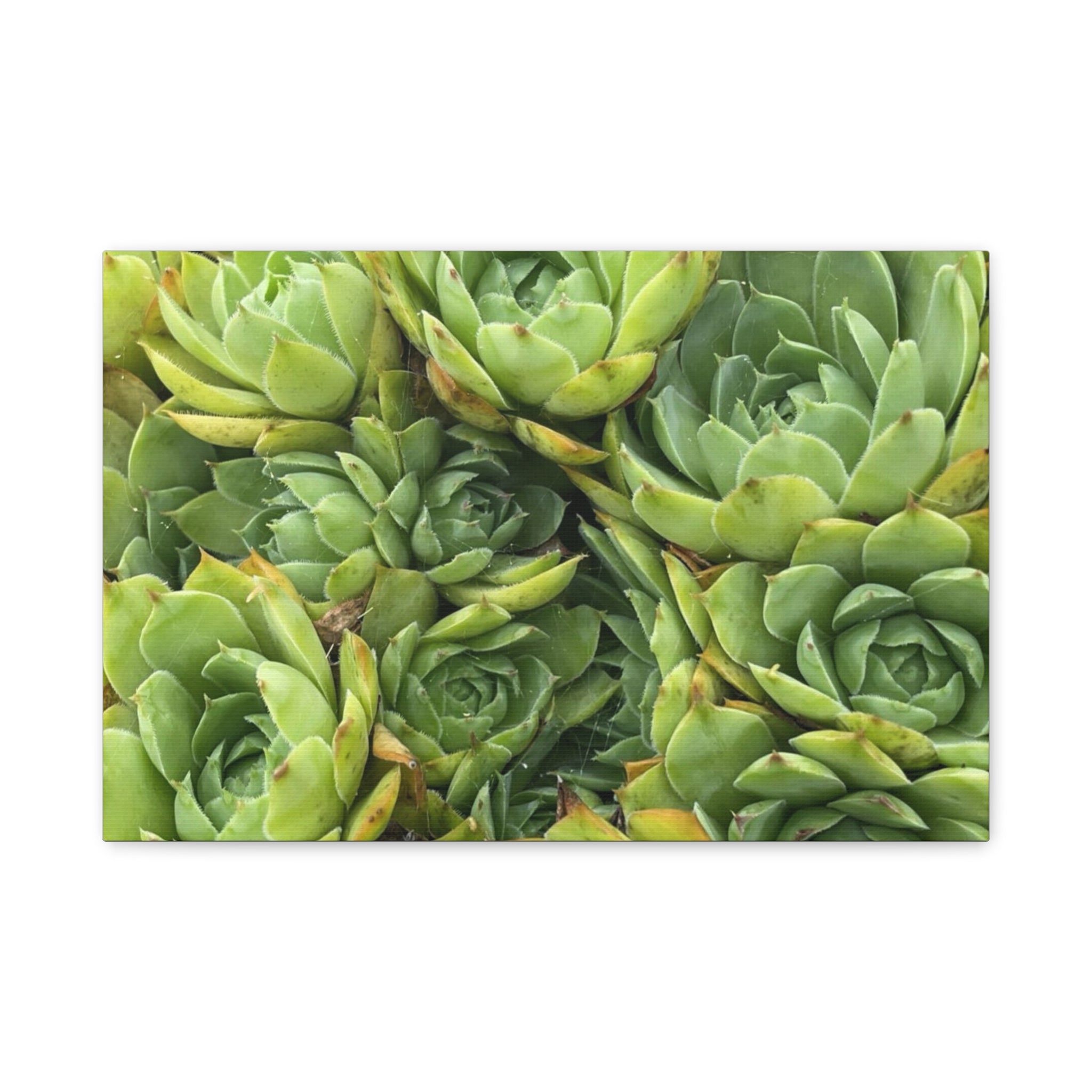 Succulent Wall Art Canvas – Green Succulent Garden Matte Stretched Print