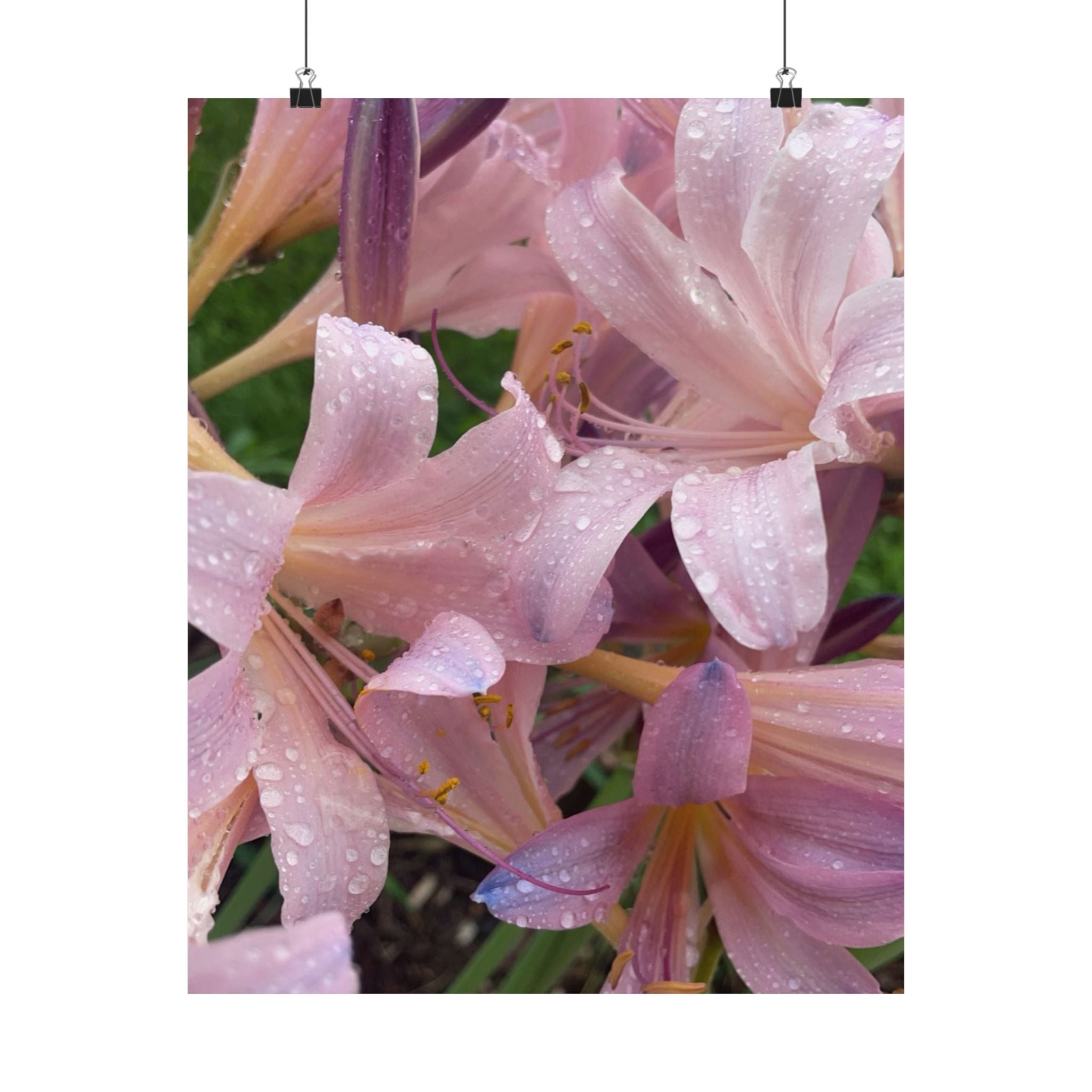 Pink Rain Lily Photo Poster — Matte Vertical Floral Wall Art