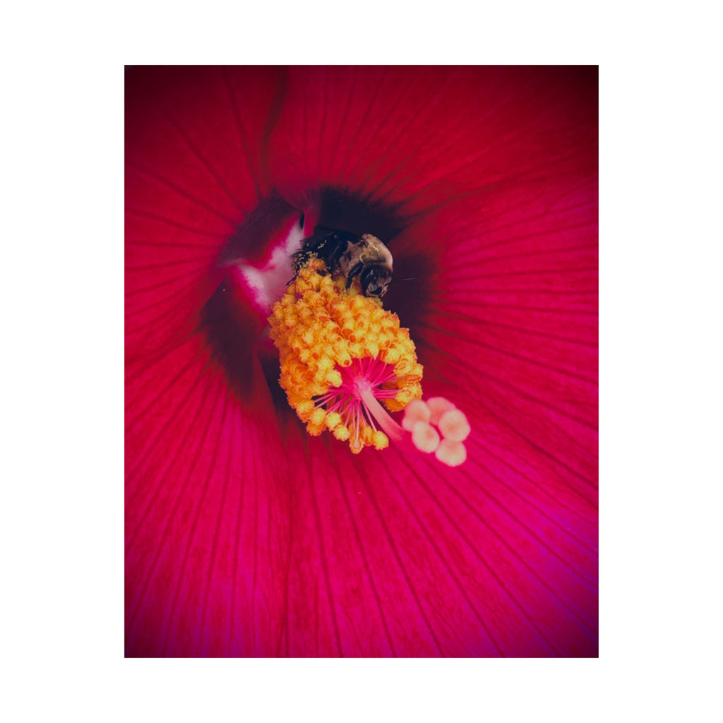Floral Close-Up Matte Poster — Red Hibiscus with Bee