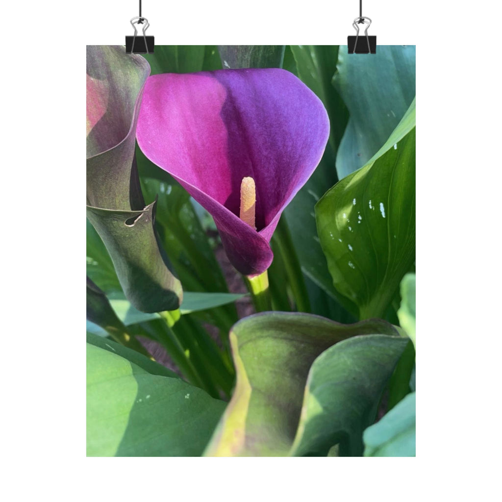 Purple Calla Lily Matte Poster — Botanical Wall Art Print
