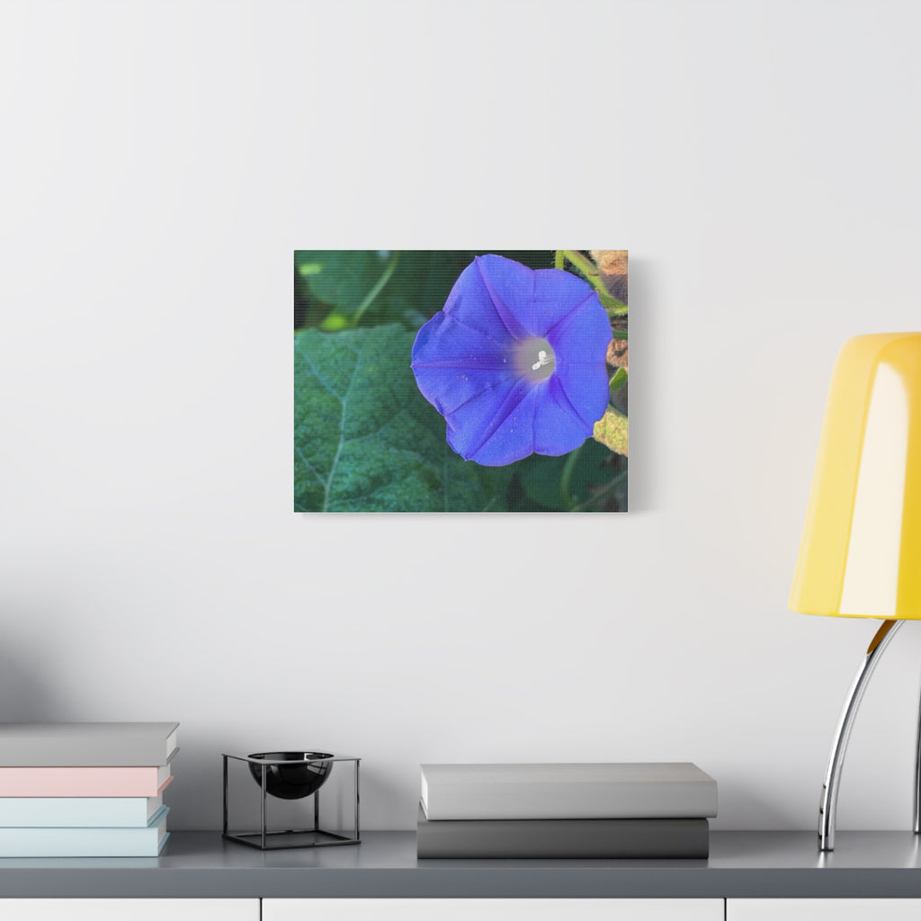 Morning Glory Canvas Wall Art — Vibrant Purple Flower Matte Stretched Canvas