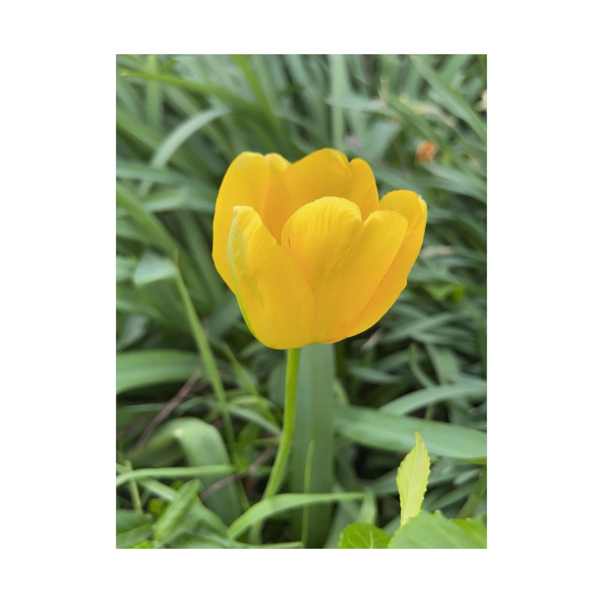 Yellow Tulip Matte Poster — Vertical Floral Wall Art