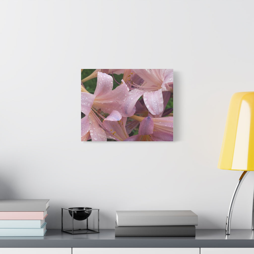 Pink Rain Lily Canvas Print — Matte Stretched Wall Art