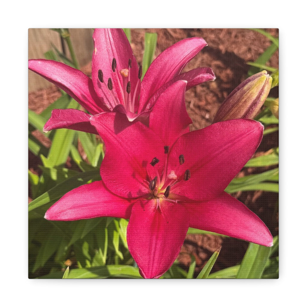 Pink Asiatic Lily Canvas Print
