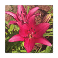 Pink Asiatic Lily Canvas Print