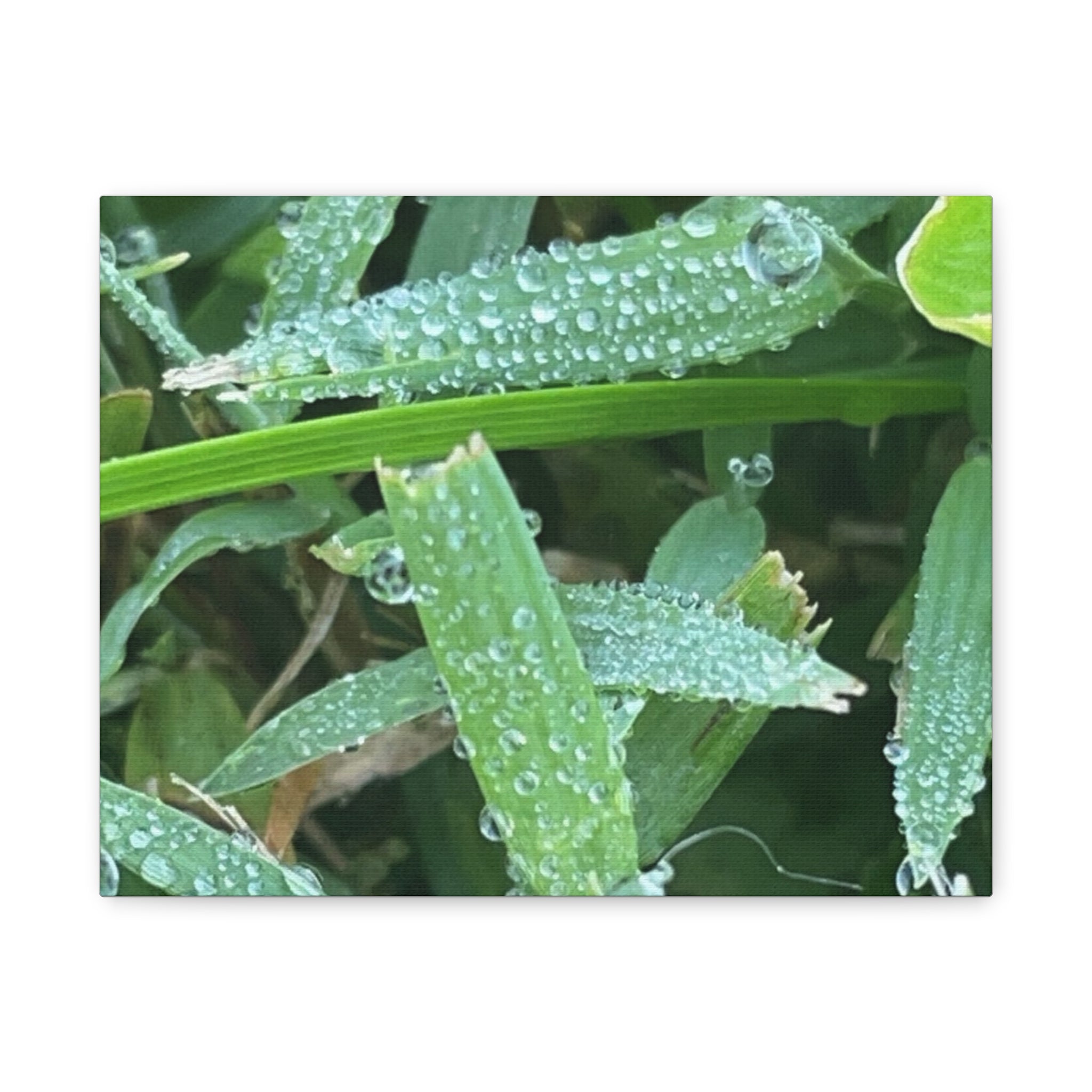 Dew-Kissed Grass Matte Canvas Wall Art