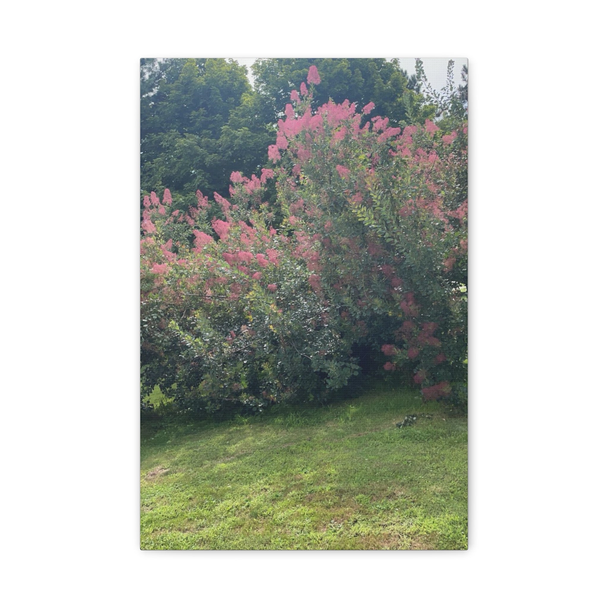 Smoke Bush Matte Canvas Print — Stretched 1.25" Wall Art