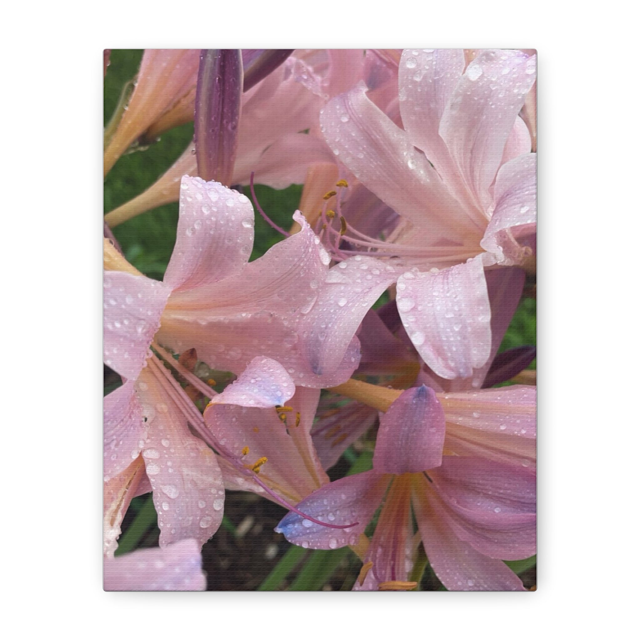 Pink Rain Lily Canvas Print — Matte Stretched Wall Art