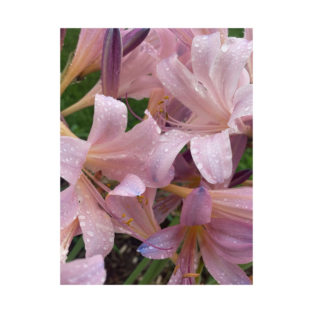 Pink Rain Lily Photo Poster — Matte Vertical Floral Wall Art