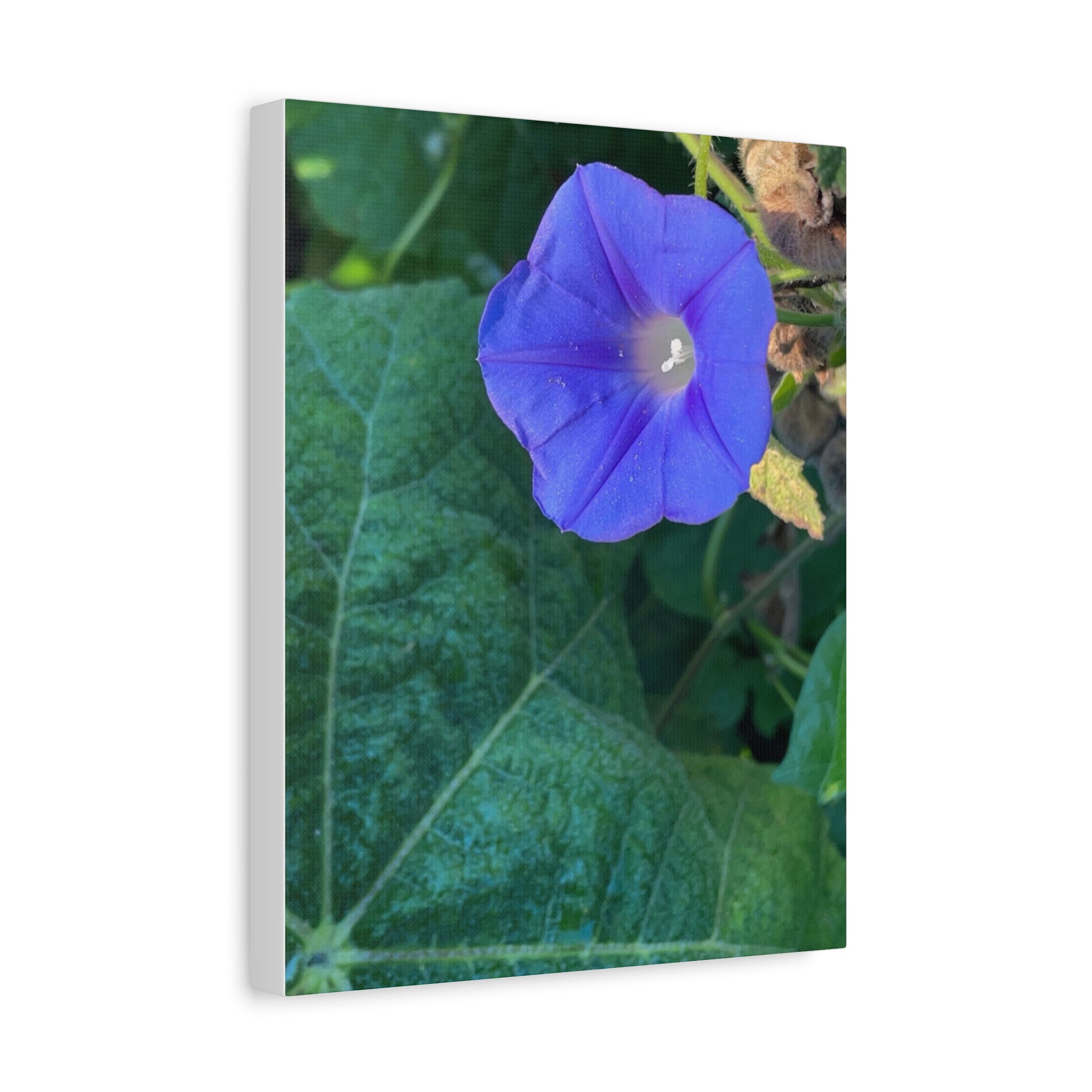 Morning Glory Canvas Wall Art — Vibrant Purple Flower Matte Stretched Canvas