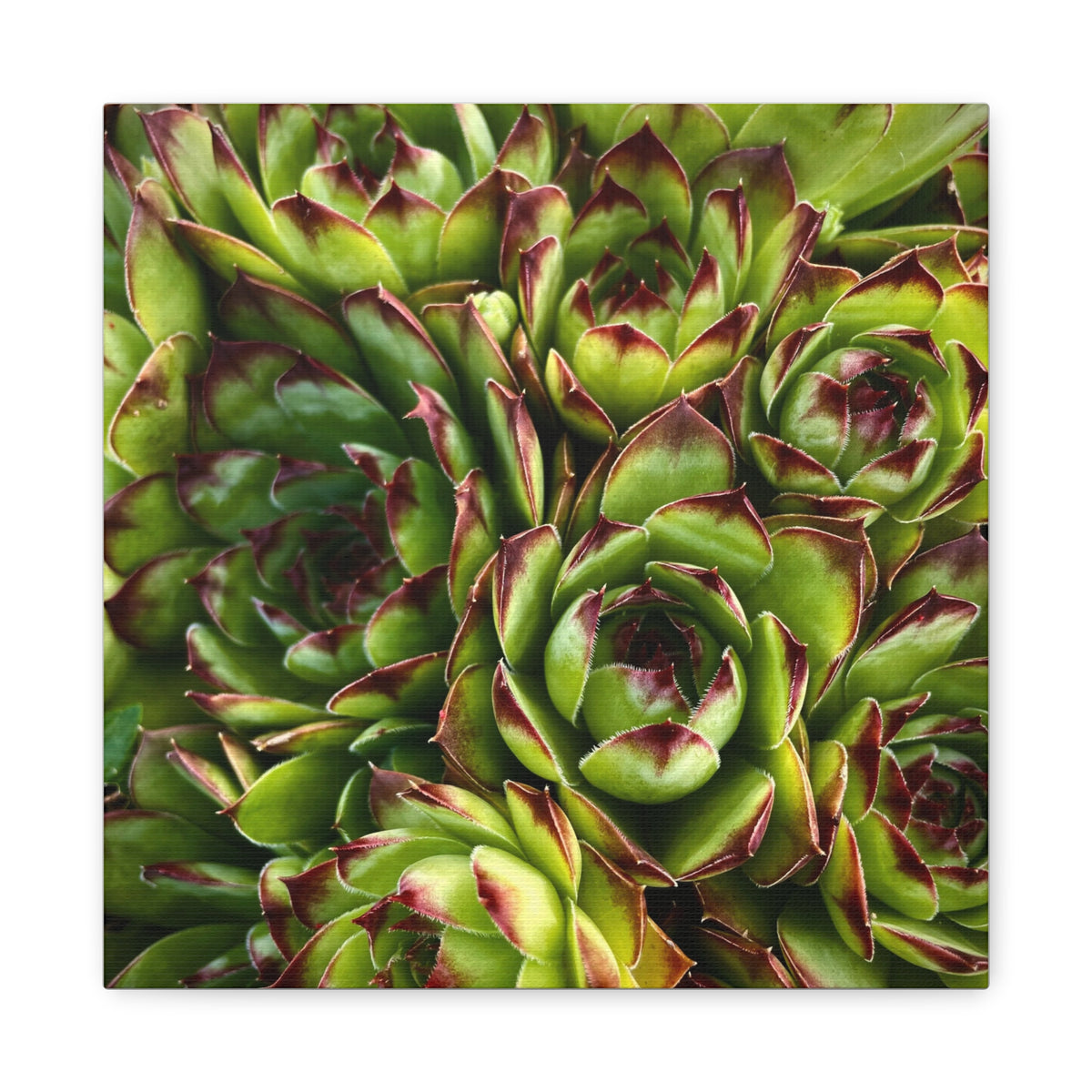 Succulent Garden Canvas Print