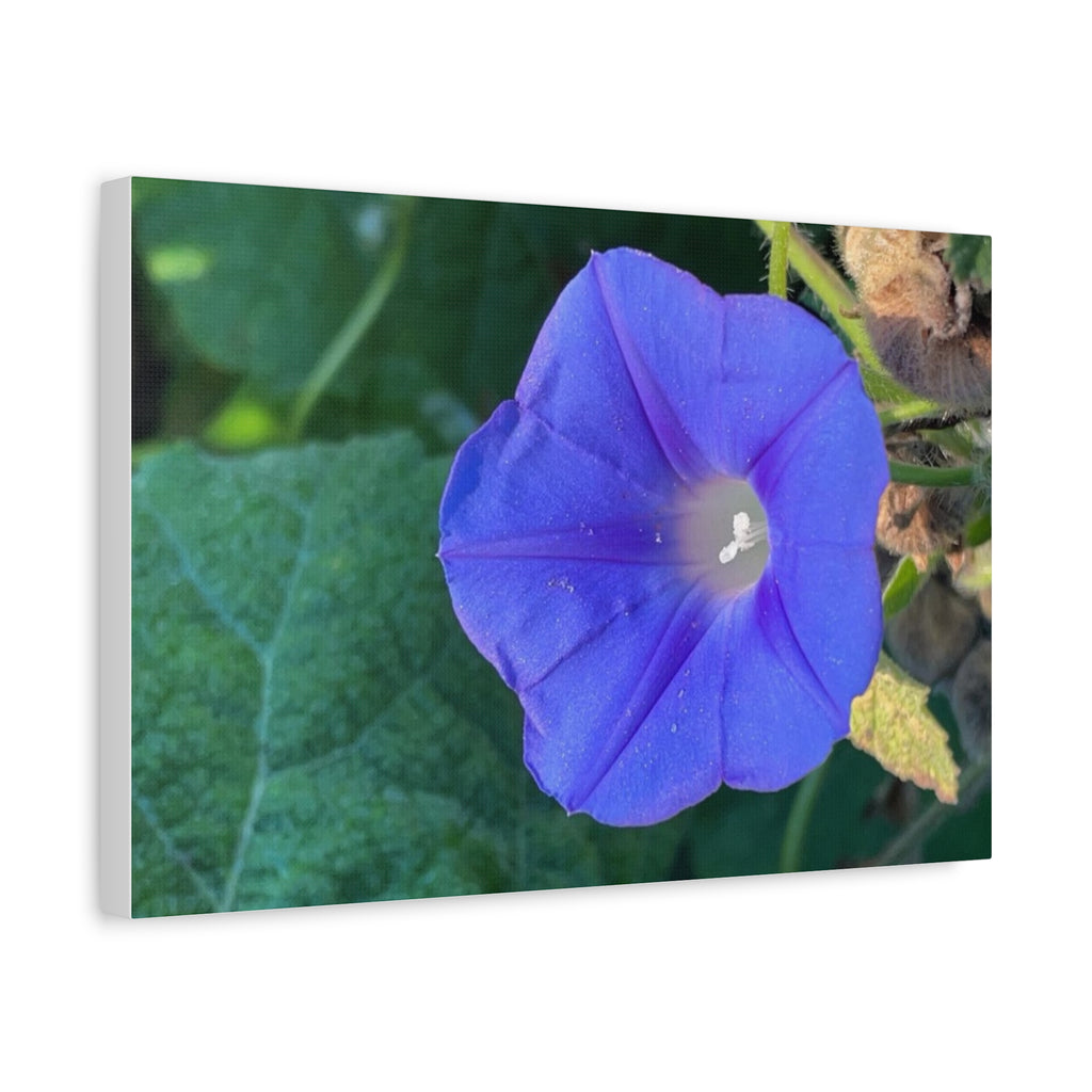 Morning Glory Canvas Wall Art — Vibrant Purple Flower Matte Stretched Canvas