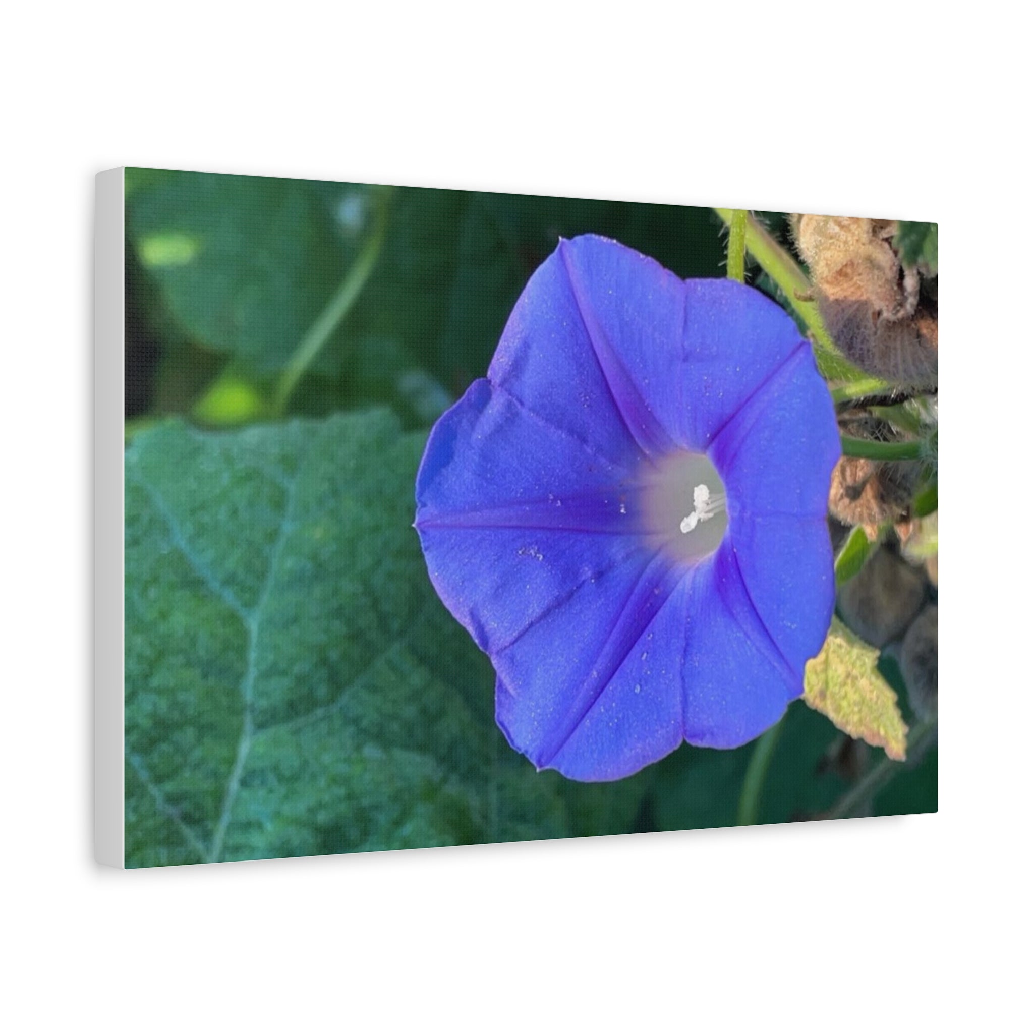 Morning Glory Canvas Wall Art — Vibrant Purple Flower Matte Stretched Canvas
