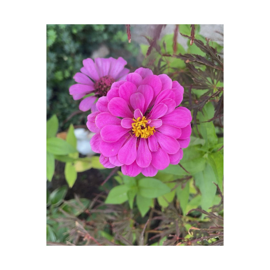 Pink Zinnia Floral Poster — Matte Vertical Flower Wall Art
