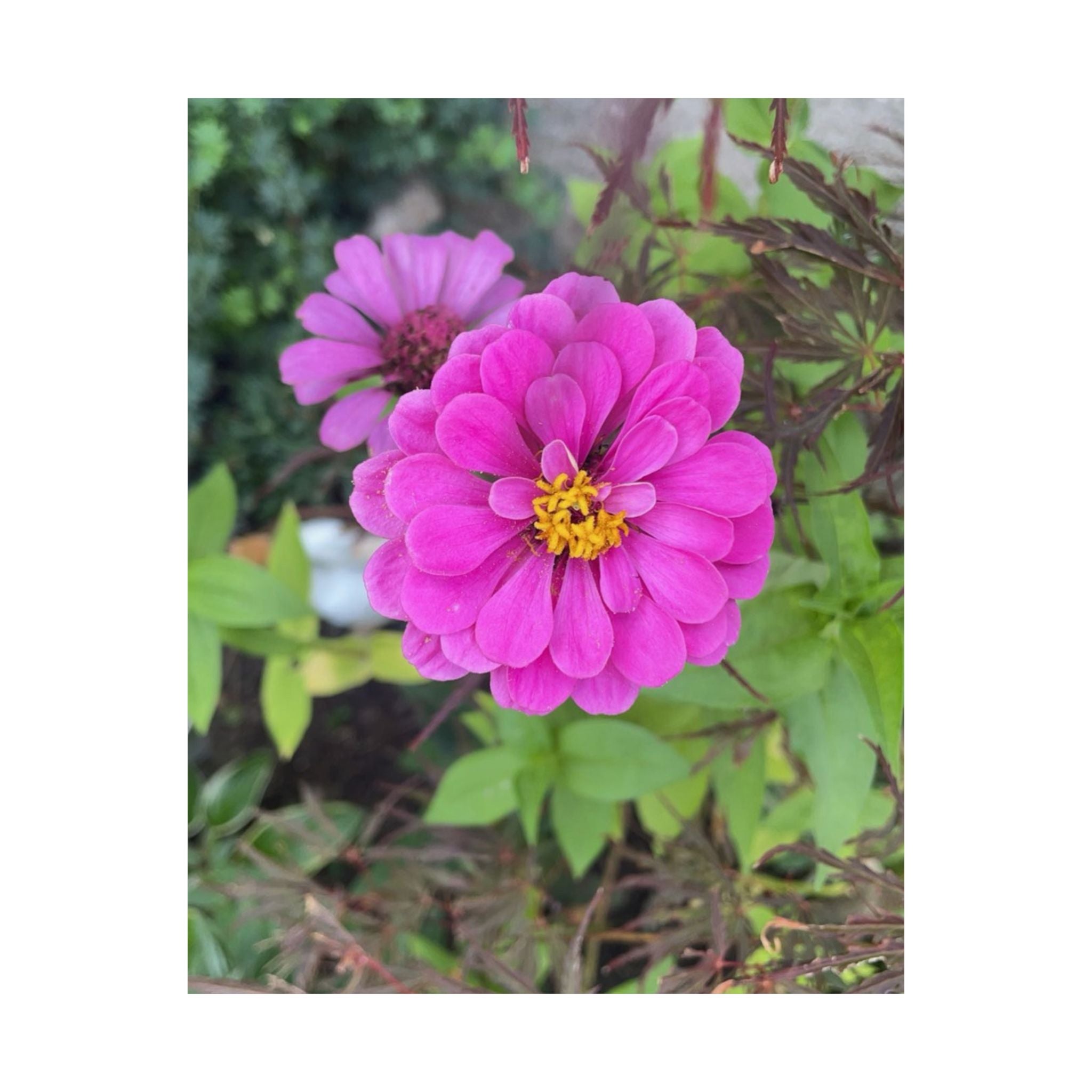Pink Zinnia Floral Poster — Matte Vertical Flower Wall Art