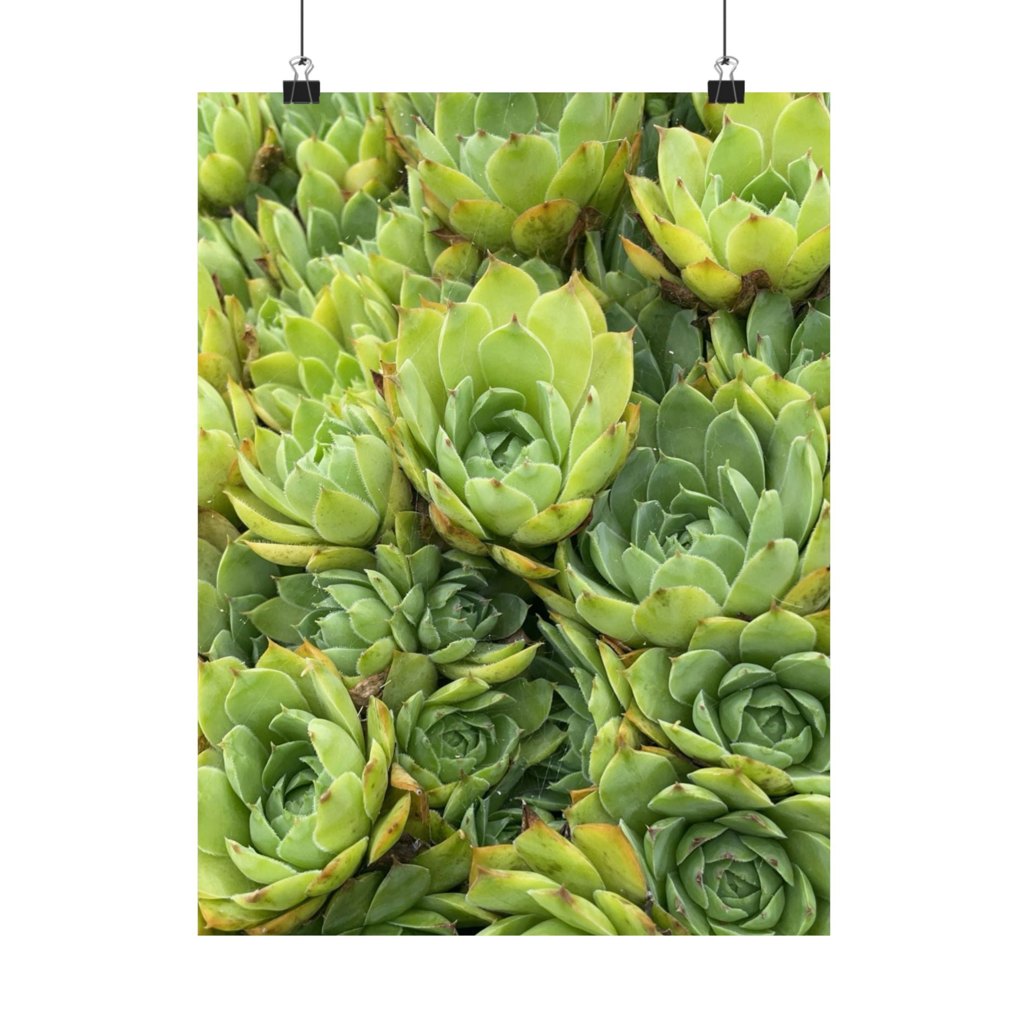 Succulent Garden Matte Poster — Green Botanical Vertical Wall Art