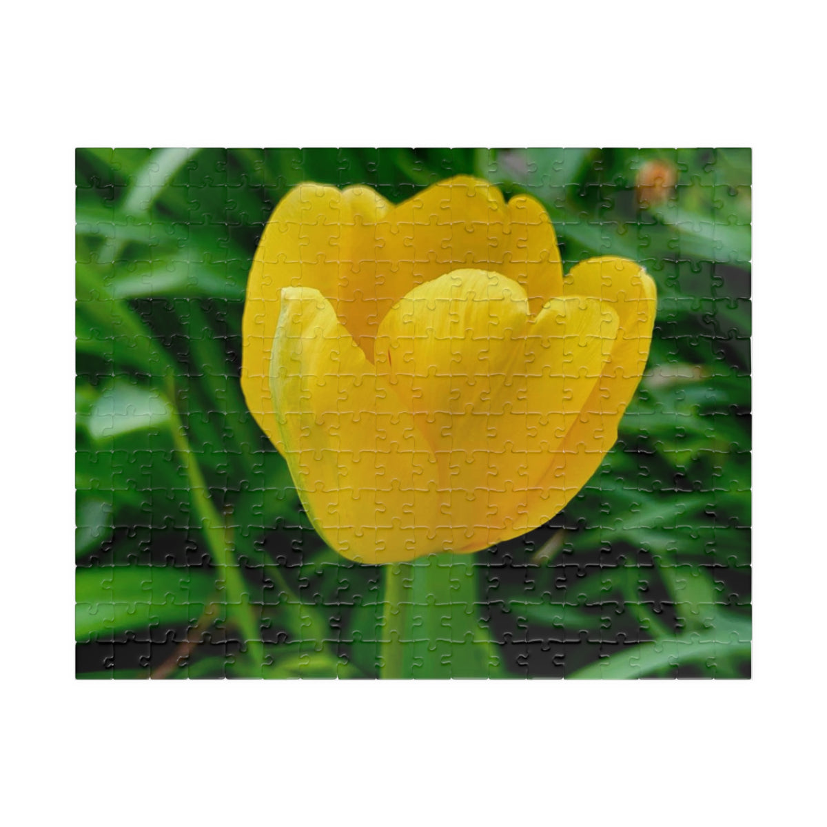 Yellow Tulip Jigsaw Puzzle