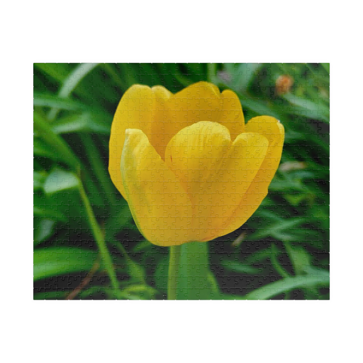 Yellow Tulip Jigsaw Puzzle