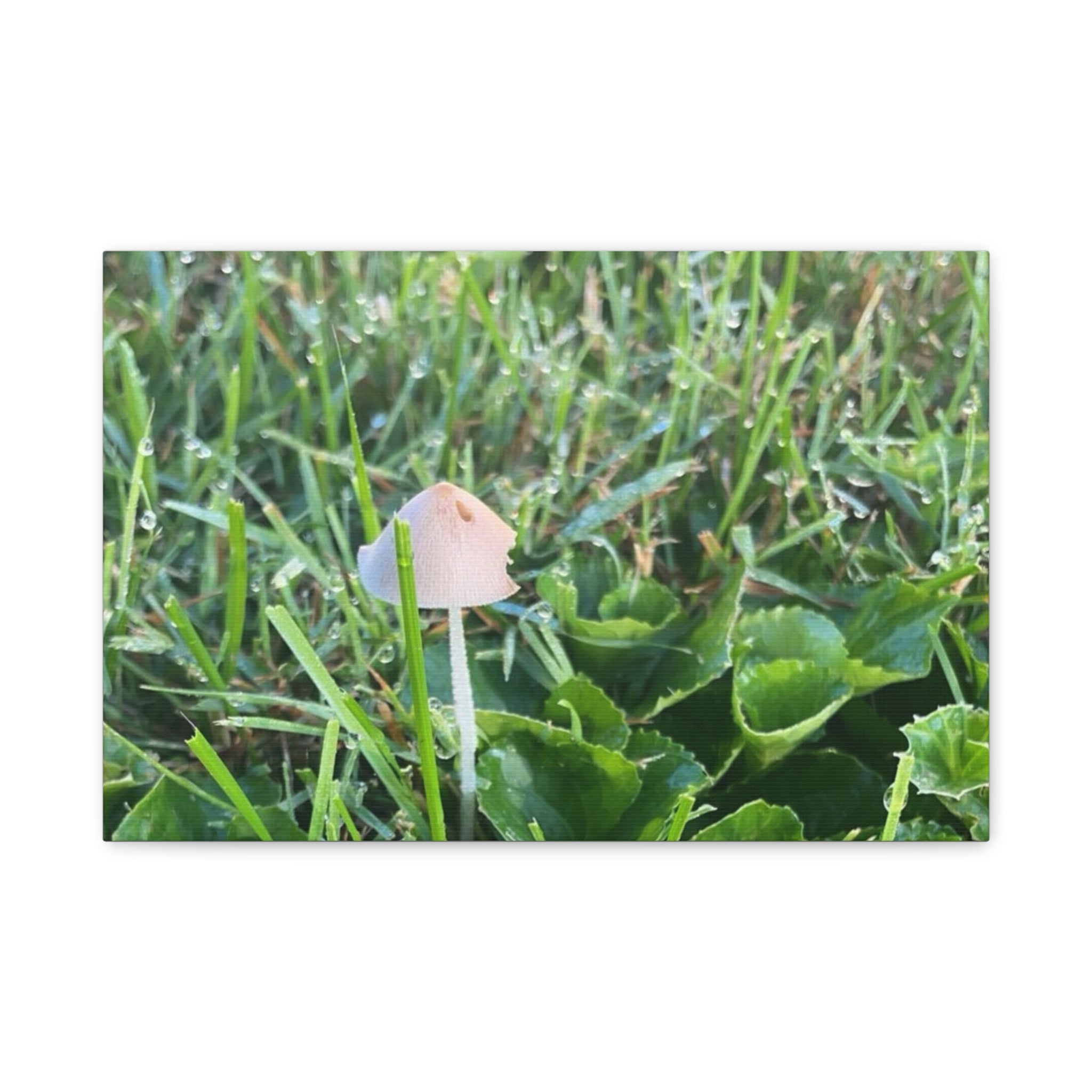 Mushroom in Grass Matte Canvas Wall Art – Nature Photography, Stretched 1.25"