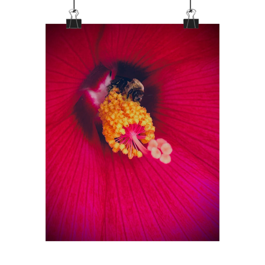 Floral Close-Up Matte Poster — Red Hibiscus with Bee