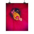 Floral Close-Up Matte Poster — Red Hibiscus with Bee