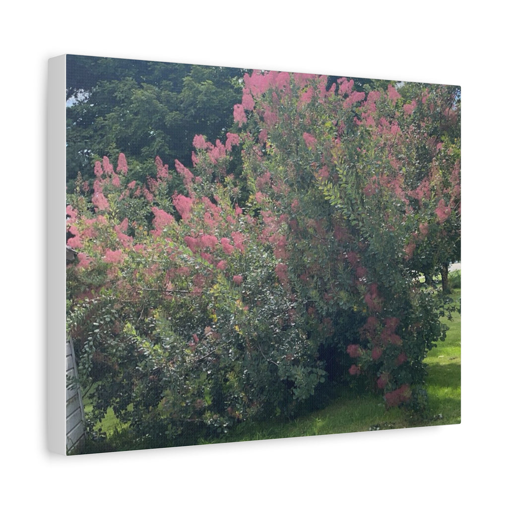 Smoke Bush Matte Canvas Print — Stretched 1.25" Wall Art