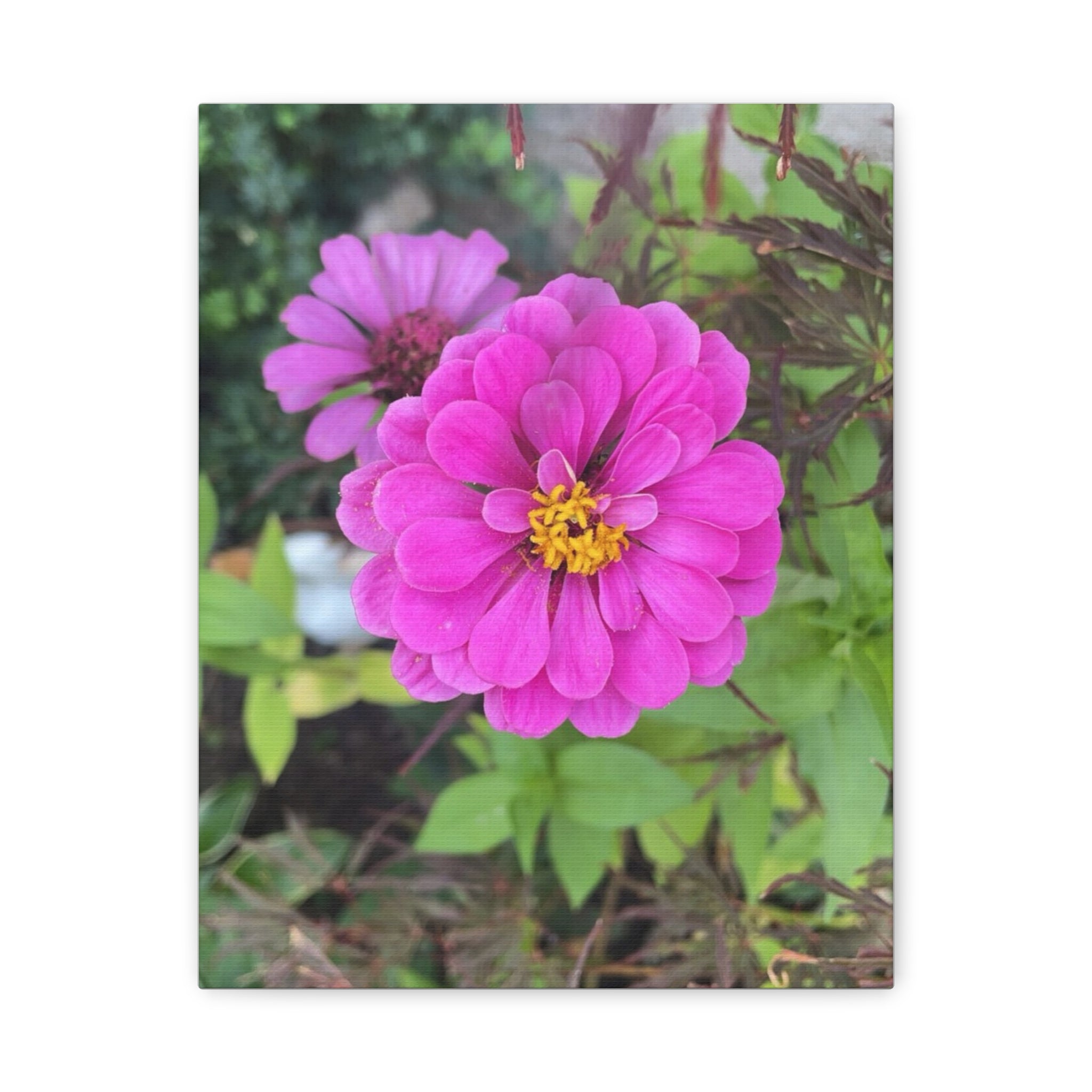 Pink Zinnia Floral Canvas Print — Matte Stretched Wall Art