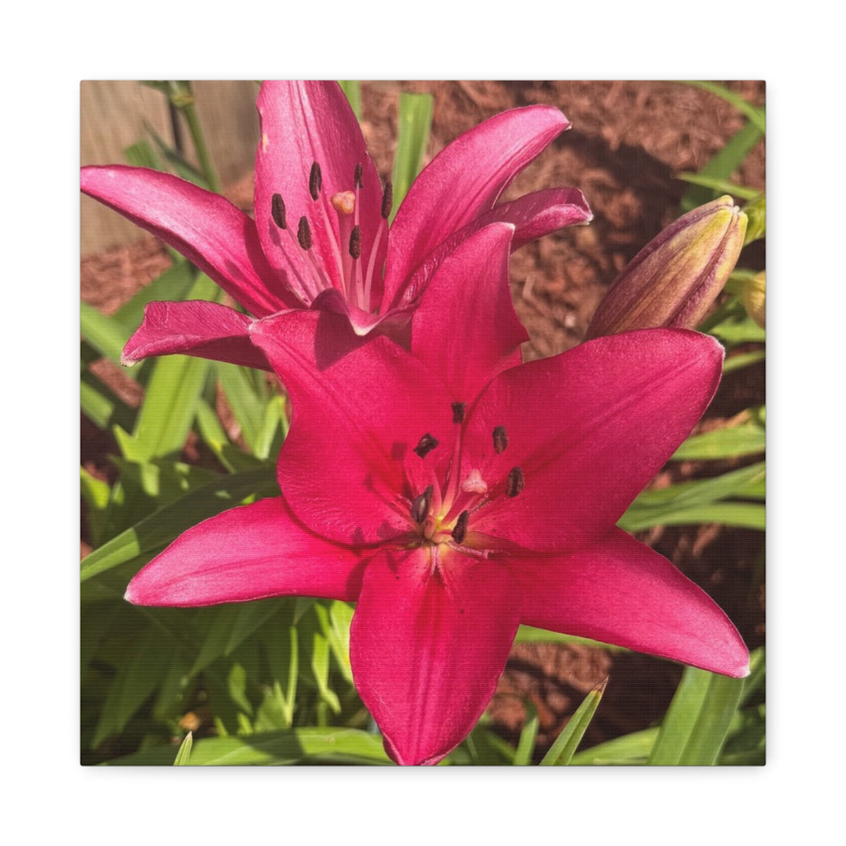 Pink Asiatic Lily Canvas Print