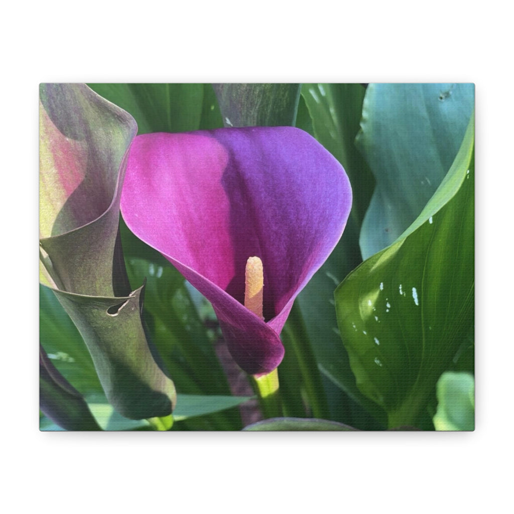 Purple Calla Lily Canvas Wall Art — Stretched Matte Floral Print