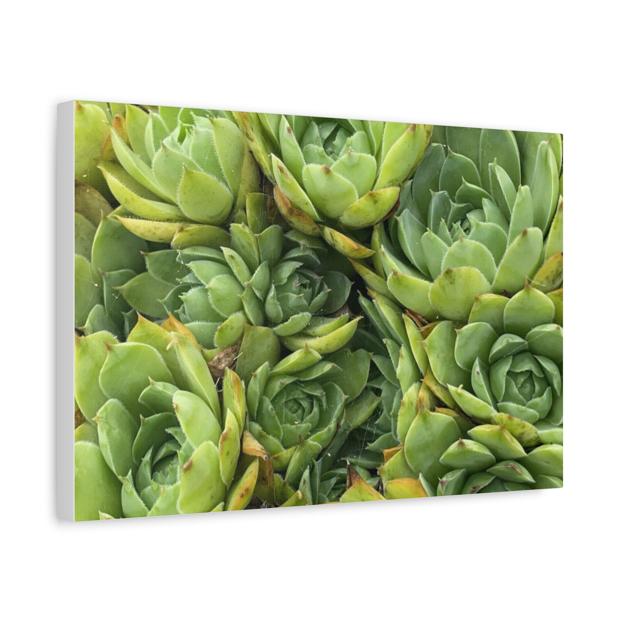 Succulent Wall Art Canvas – Green Succulent Garden Matte Stretched Print