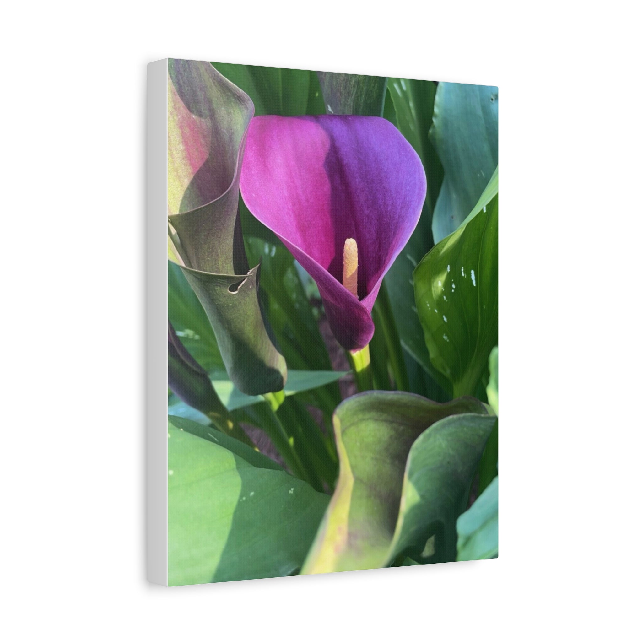 Purple Calla Lily Canvas Wall Art — Stretched Matte Floral Print